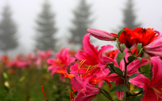 709239 (a): :2560x1600